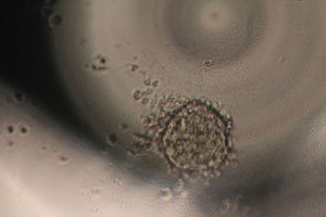 3D printed embryonic stem cell spheriod