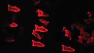 Fluorescent image demonstrating the detoxification capability of the microfish containing PDA nanoparticles. Image credit: W. Zhu and J. Li, UC San Diego Jacobs School of Engineering