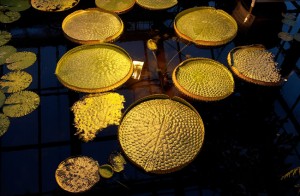 Giant Danish water lilies are incredibly strong for something so thin. The solid honeycomb structure on the underside of this water lily enables it to support the weight of a small child. (Photo courtesy of Airbus Group, Copyright © Airbus Group 2016)