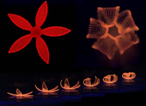 This series of images shows the transformation of a 4D-printed hydrogel composite structure after its submersion in water. Credit: Wyss Institute at Harvard University