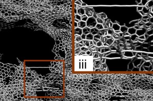 This illustration shows the simulation results of tensile and compression tests on 3-D graphene.