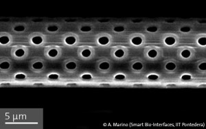SEM close-up view of one single tubular porous structure of the biomimetic microfluidic system 3D printed by means of a Nanoscribe system. (Photo courtesy of © A.Marino, Smart-Bio-Interfaces, IIT Pontedera)