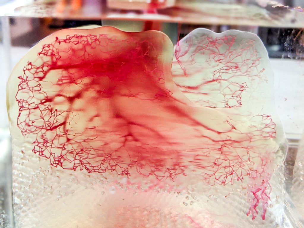 3D Digital Data: Human vasculature model created by United Therapeutics and 3D Systems. Credit United Therapeutics