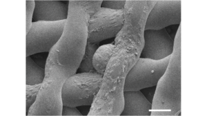 Bioscaffolds: The grant focuses on uncovering a novel approach to in vitro growth and maturation (IVGM) of ovarian follicles.